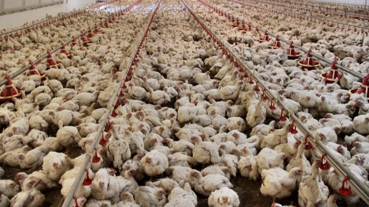 TÜİK açıkladı: Tavuk üretimi yüzde 8,2 arttı