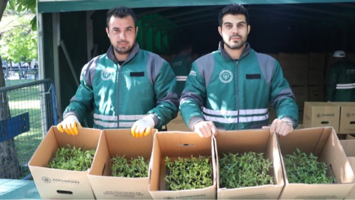 Üreticilere 550 bin organik domates fidesi dağıtıldı