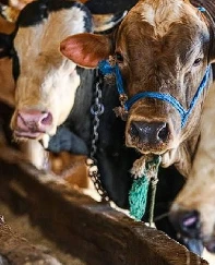 2026 Kurban Bayramı tatili kaç gün, ne zaman?