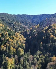 Ormanların bakımı için 2,3 milyar lira harcandı