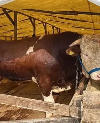 Gebze kurban pazarının yıldızı Şampiyon: 1 tonluk boğaya 420 bin TL fiyat