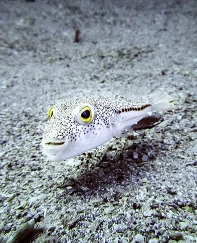 İstilacı yabancı türler için yönetmelik yayımlandı