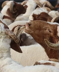 Kurban Bayramı tatili 9 gün olacak mı?