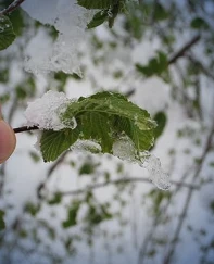 Meteorolojiden 40 ile sarı kodlu uyarı: Zirai don ve kuvvetli yağış geliyor