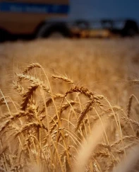 Ortadoğu'dan savaşın uzayacağı endişesi tarımsal emtiayı vurdu