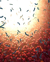 Tehlikeli bakterileri yakalayıp öldüren bir bağırsak proteini keşfedildi