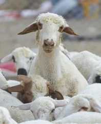 TİGEM 120 reforme küçükbaş hayvan satacak