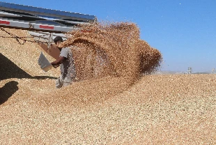 Küresel gıda fiyatları 6 ayın zirvesinde
