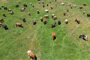 10 soruda Kırsalda Bereket Projesi: Kimler başvuracak, ne destek verilecek?