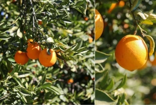 17 yıl önce AB'den Coğrafi işaret aldı! Talep her geçen yıl artıyor