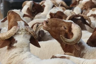 2025 Kurban Bayramı tatili kaç gün, 9 gün mü? Bayram ne zaman?