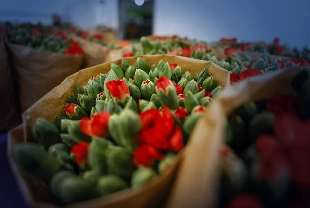 35 ülkenin yılbaşı sofralarını Türk çiçekleri süsleyecek