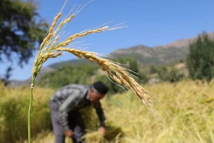45 çiftçiye 27 ton sertifikalı çeltik tohumu desteği