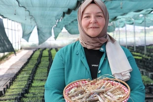 50 yaşından sonra üniversiteli oldu! Kadın girişimci ata tohumu ve fide yetiştiriyor