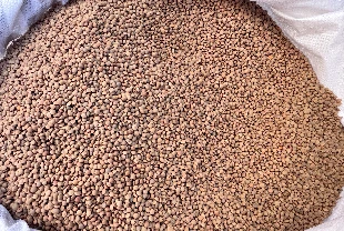 588 üreticiye yüzde kırmızı mercimek tohumu dağıtıldı!