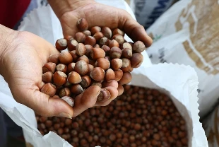 6 ayda 142 bin ton fındık ihraç edildi