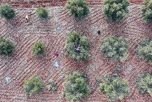 9 ilde ekonomik dönüşüm: Teşviklerle sanayi ve tarım güçlenecek