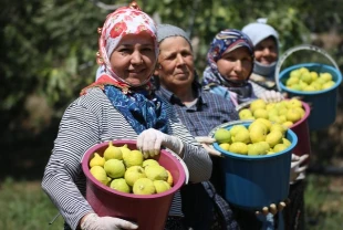 AB tescilli Aydın incirinde bunaltıcı sıcağa rağmen umutlu hasat