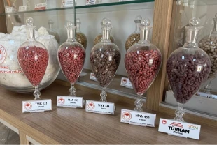Adana’da geliştirilen yerli tohumlar 13 ülkeye ihraç ediliyor!
