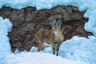 Adıyaman’da kar nedeniyle dağ keçileri için yem bırakıldı