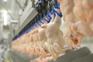 Ağustos ayı kümes hayvancılığı verileri: Et üretimi yüzde 7,2 arttı
