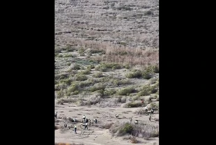 Ağyatan Lagünü’nde kumul erozyonuna karşı seferberlik: 100 bin fidan toprakla buluşturuldu