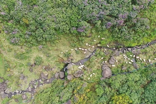 Akarsuları canlanan Sis Dağı Yaylası çiçeklerle renklendi