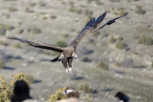 Akbabaların izi Bolu’da sürülüyor: Dört tür aynı istasyonda gözlemleniyor