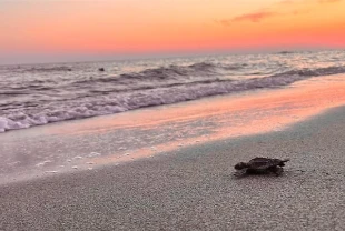 Akdeniz'in incisi Patara eylem planı ile korunacak