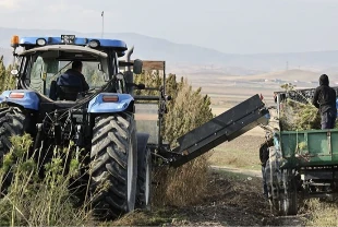 Amasya'da yerli ve milli vezir kenevir türünün hasadı başladı