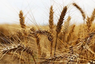 Anadolu Tarım İşletmesi 327 ton buğdayı satışa çıkarıyor: İhale 29 Ocak’ta yapılacak