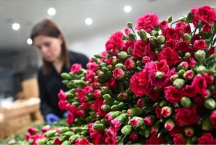 Anneler Günü’nde çiçek ihracatı rekoru
