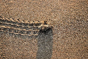Antalya’da caretta caretta yavruları denizle buluştu