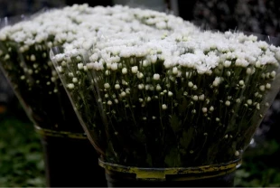 Antalya'da çiçek mezatlarında Öğretmenler Günü yoğunluğu