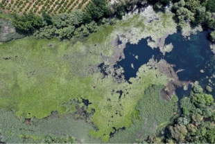 Antalya'nın su kaynağı Kırkgöz, nilüferlerle kaplandı