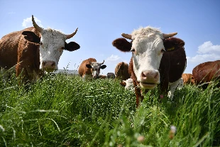 Araziler mera vasfı kazandı! Büyükbaş hayvanlar otlatılıyor