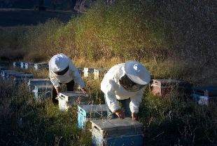Arıcılık için 'mesleki standart' geliyor