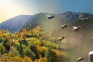 Arıcılık ve doğa turizmi etkinlikleri başladı