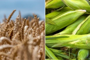 Arpa ve mısır ithalatında tarife kontenjanı artırıldı: Limit 1 milyon tona yükseltildi