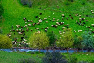 Artan yağışlar meraları yeşertti: Yem maliyetleri düştü