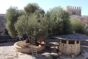 Asırlık bereket: 1358 yaşındaki zeytin ağacında hasat zamanı