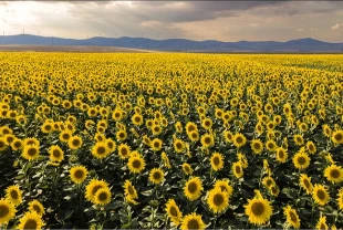 Ayçiçek tarlaları fotoğraf tutkunlarını ağırlıyor