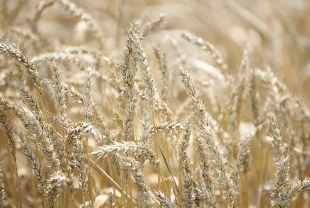 Azak Denizi’nde buz, Karadeniz’de fırtına: Rus buğdayı fiyatları yükseldi