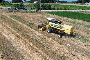 Bafra Ovası'nda hububat hasadına başlandı! Verim kalitesi yükseliyor