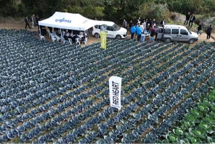 Bafra Ovası’nda sebze tarla günüyle üretici ve akademi buluştu