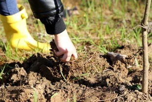 Bafra Ovası'nda üreticilere 345 bini aşkın sebze fidesi dağıtıldı
