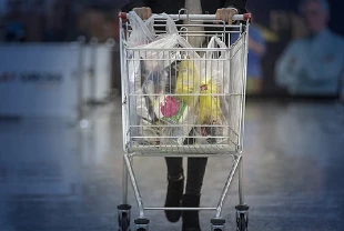 Bakan Kacır uygulamayı tanıttı: Tek tıkla market fiyatlarını karşılaştırma dönemi