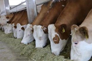 Bakan Yumaklı açıkladı: Kastamonu'ya 784 milyon liralık tarım bölgesi