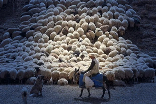 Bakan Yumaklı açıkladı: Küçükbaş üreticisine yeni destek! Başvurular başladı