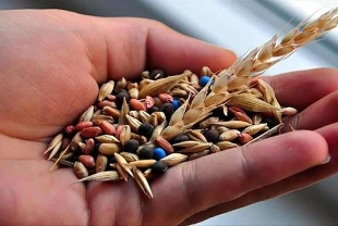Bakan Yumaklı: Tohum üretimimiz 9 kat arttı, 103 ülkeye ihracat yapıyoruz